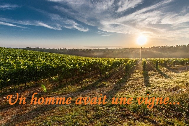 Parabole des vignerons
