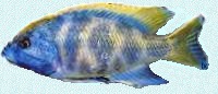 Un beau poisson